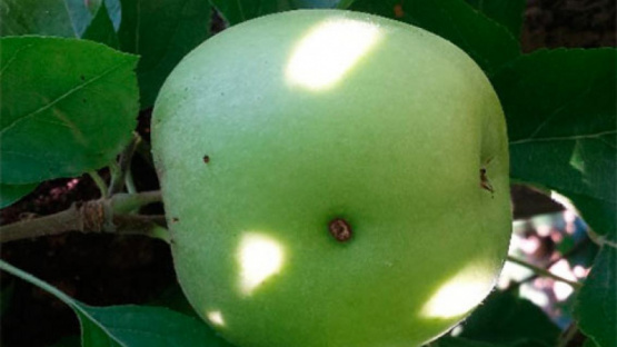 Iscamen emitió el primer aviso de alerta para el control de larvas de Carpocapsa en nogales